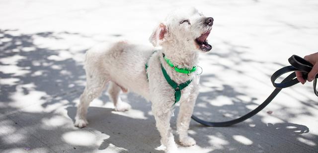 养狗常见6个训犬错误，狗狗做坏事，可能就是这样养成的