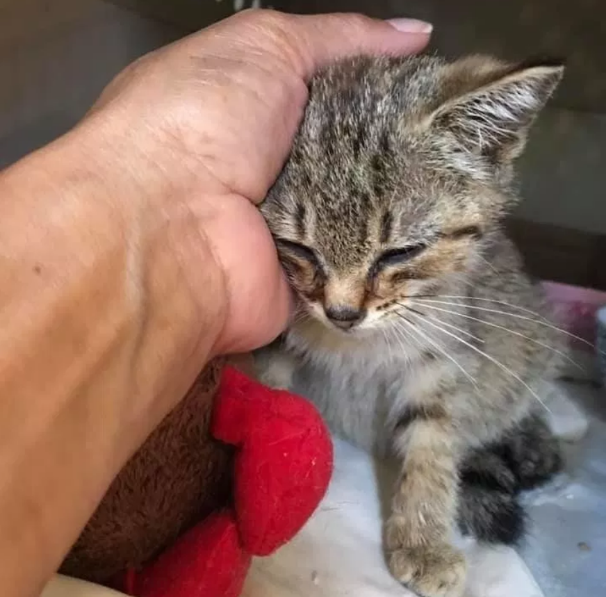 虚弱小猫孤零零的蹲在路上，女子于心不忍，成功把它“骗”回了家