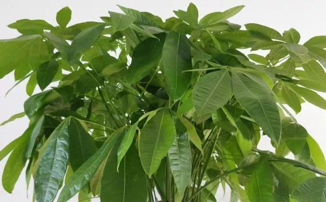 這8盆花草特別好養活，放客廳寓意大吉，養好了保你財源廣進！