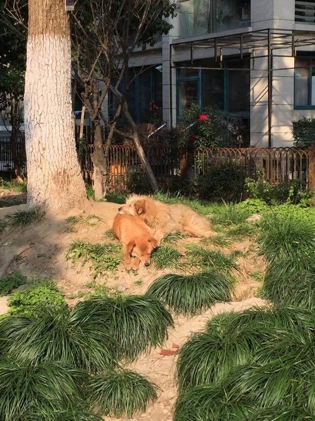 因给了流浪狗一块面包，它居然天天晚上跟踪我，保护我回家！