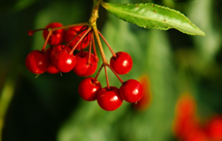 富贵子开始淡绿色，成熟时鲜红色，经久不落，特别美观