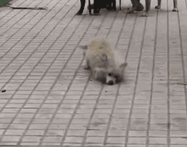 每年，都有2亿条生命被抛弃、虐待：我们虽然没有杀过人，却都差点做了刽子手