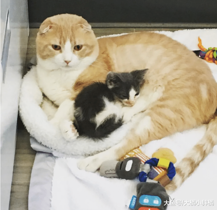 折耳猫瘫痪，主人却要将它安乐死，康复后竟用这种方式来“感恩”