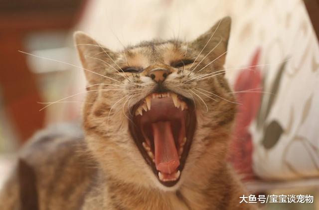 用这种方法撸猫，能让猫舒服到飞起来！