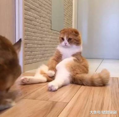 猫打不过兔子怎么办，请大家帮忙出个主意，挺急的