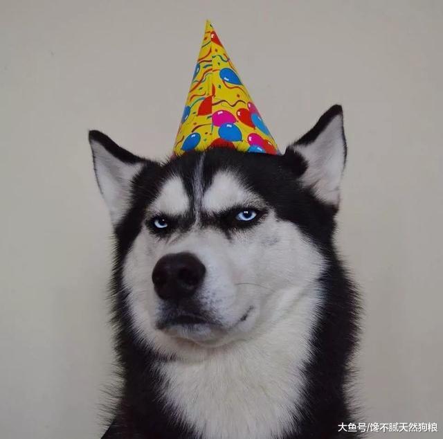 盘点10大最受欢迎狗狗，你家的榜上有名吗？