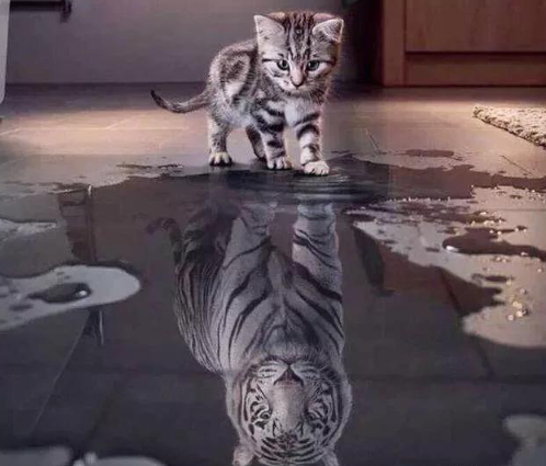 如果猫的体积和老虎一样大，猫能打的过老虎吗？