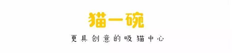 霓虹出品的貓，怎么各個都是扛把子？！