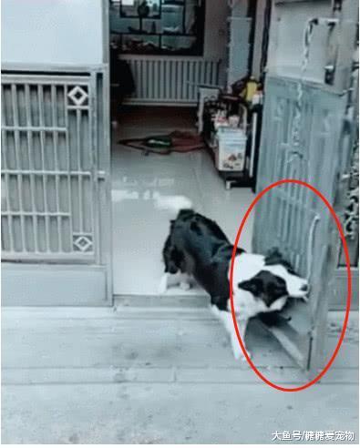 泰迪自己开门回家, 边牧的反应笑喷了: 卷毛仔, 你咋就不会关门呢!