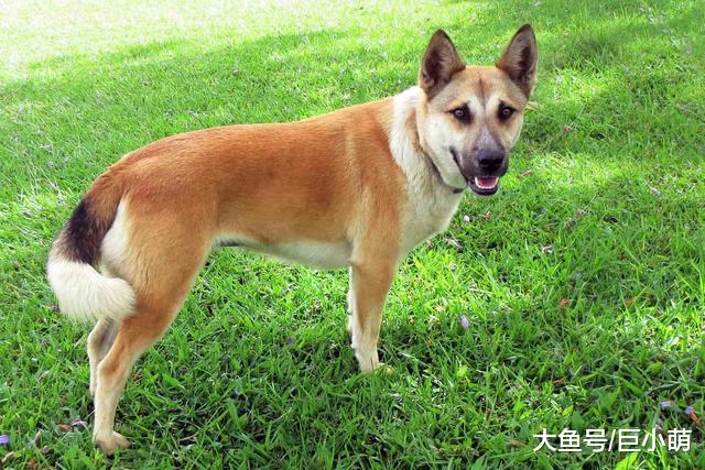 狗的记忆力好吗？会忘记主人吗？看完后，狗狗果然是忠诚的！