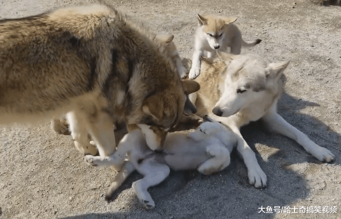 二哈怀了狼犬的宝宝，结果长得有点“怪”，现在它不带娃了