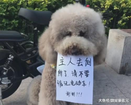 让狗狗看1200块的车子，回来时路人纷纷评价，车子没有狗贵吧！