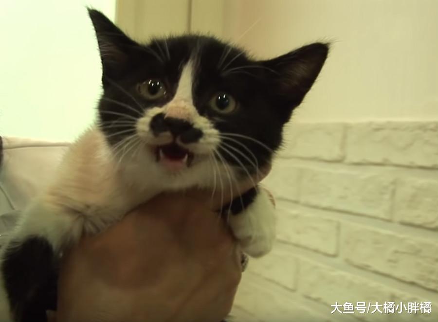 流浪猫多次想引起路人注意，女子跟着它前行，却在墙内发现了小猫