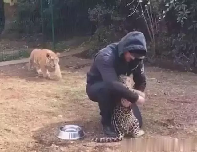 饲养员只顾着摸豹子，忽略了老虎，它竟然会醋意大发！太萌了！