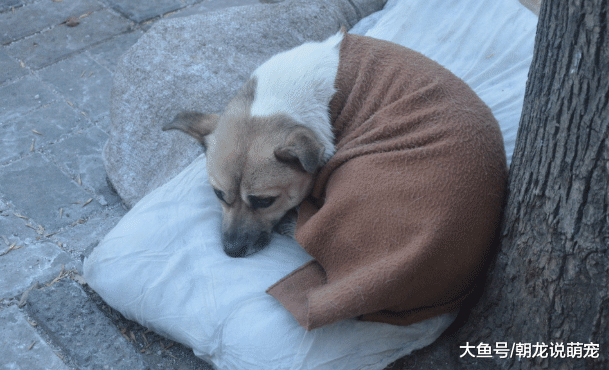 流浪狗在路边对着孕妇乱叫，当时把孕妇气得要打它，知道情况后感激