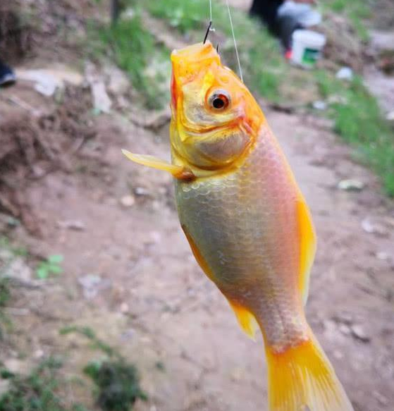 别再用蚯蚓了，此钓鱼“食材”我国仅有，1天80斤大鱼，让你天天满载而归