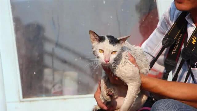 路人过桥时发现落水猫咪, 呼叫救援后众人协力营救, 猫咪惊魂未定