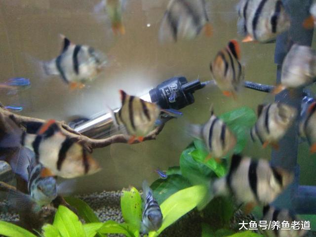 虎皮鱼的饲养难度和迷你鹦鹉差不多，为什么有的鱼友总养不好？