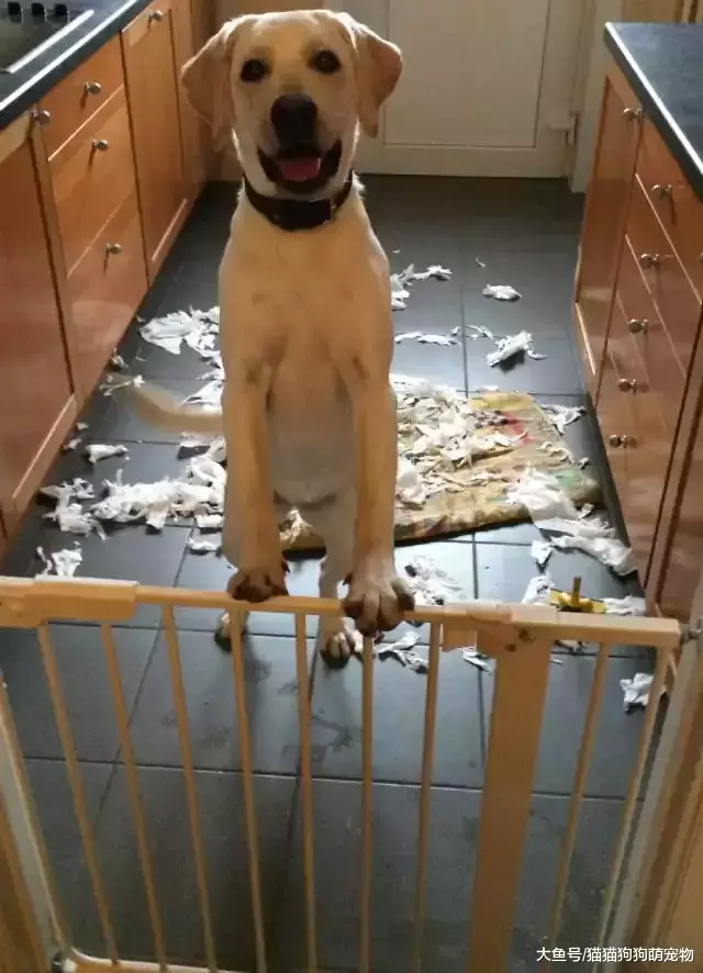 惡作劇的汪星人，看了以后你還想養狗嗎？