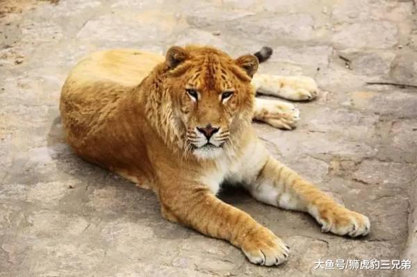 世界上存在比狮子老虎都厉害的猫科动物吗？网友说可能是它