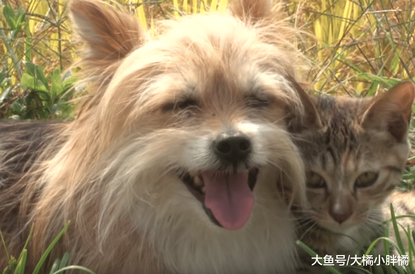 野猫双腿断裂拒绝狗狗靠近，狗狗每日默默守护一旁，真被它暖到了