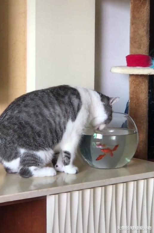 猫咪喝水，下一秒却出现了这样一幕，猫：咋回事？我就是喝点水!