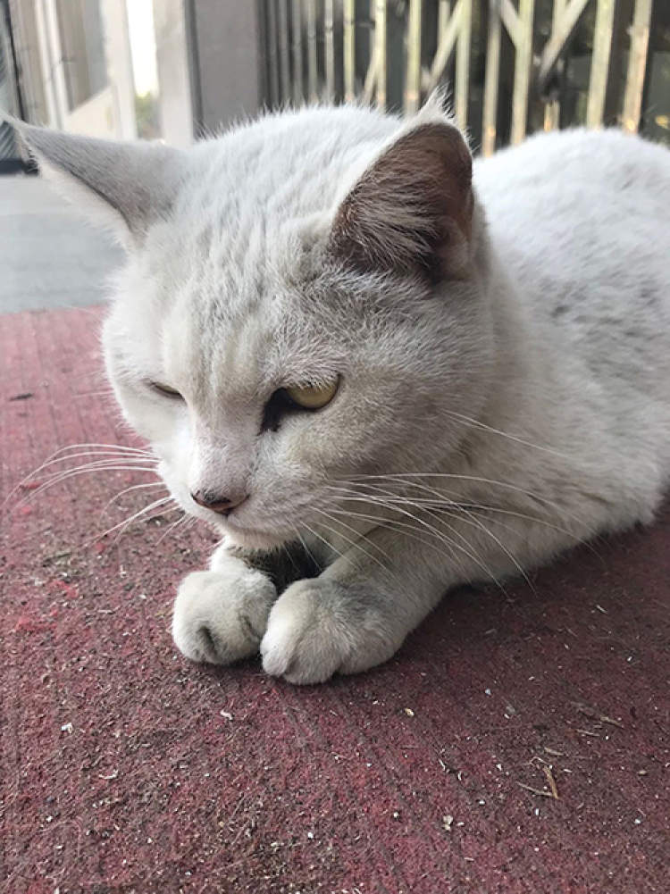 忠义老猫被弃后独自守店一个多月令人心疼，网友：养它就别抛弃它！