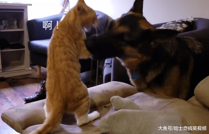 德牧救了一只橘猫回家，结果自己被冷落，早知道不救了