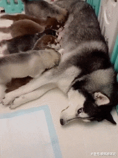 哈士奇一口气生了七只小奶狗，结果总有一只抢不到奶吃，好可怜啊