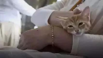 流浪猫为了不再被抛弃，努力表现讨好主人，看完泪目