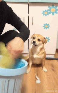 导盲犬服役3年后又见到养大自己的主人