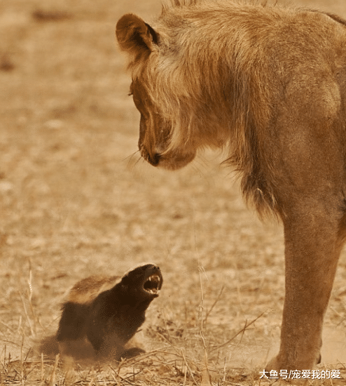 都说平头哥胆大包天，什么敌人都敢怼一怼，不过这几种动物平头哥看到也要绕道走…