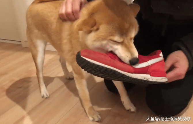 主人刚说要出门，柴犬就把鞋偷走，不想当“留守儿童”了