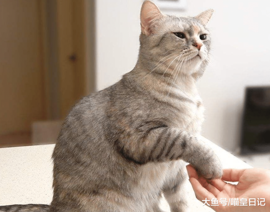 没有凶过喵星人, 可它却怕自己? 反省一下你有没有这三种行为!