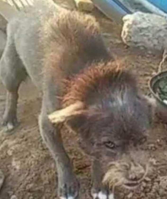 野外捡回一直无主的流浪狗，带回家后却吓坏了所有人