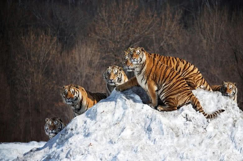东北虎从疗养院出来, 下车时东北虎的一个举动, 惹得众人捧腹大笑