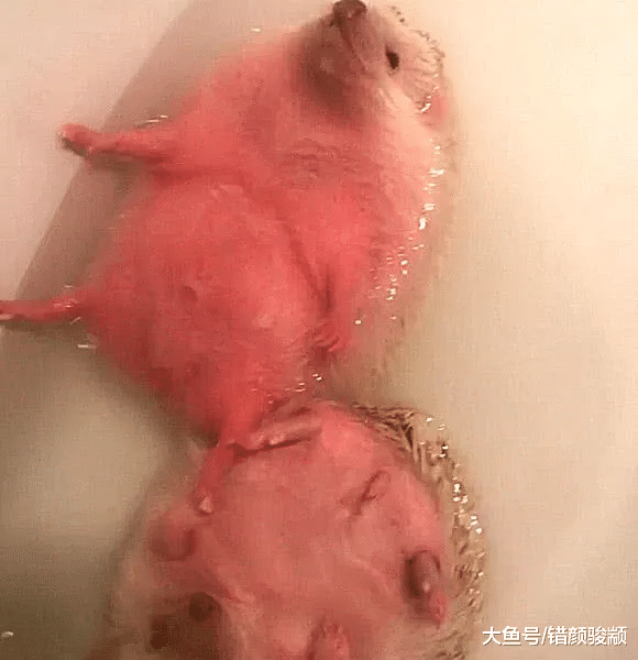 男友帮刺猬洗澡，主人进去一看，被这画面吓坏了，几分熟了