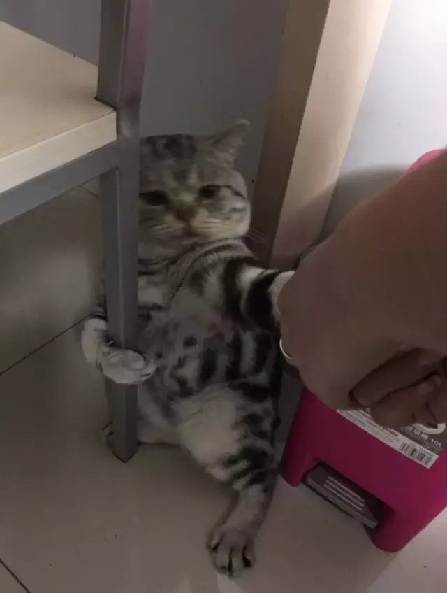 喵：朕不走，朕死也要死在这！