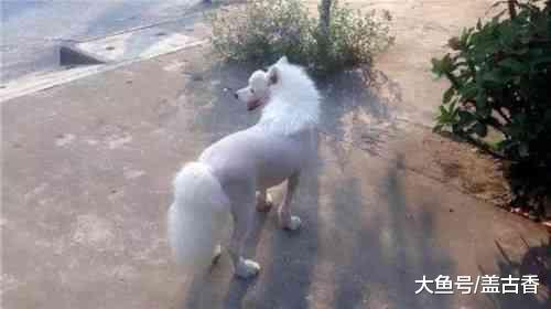 萨摩耶清理毛发后，主人苦笑不得，瞬间成“阿拉驴”模样！