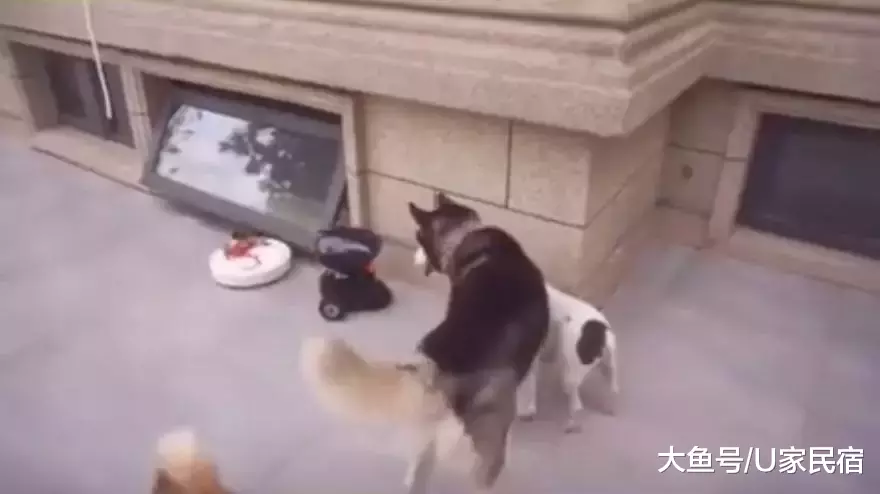 U+推荐 | 豪华狗窝：中式泳池豪宅、田园风情别墅、三层跳台别墅，人看了都想住