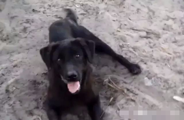 男子出门扔垃圾，发现一只流浪狗，逗弄它时发现了它的不对劲！