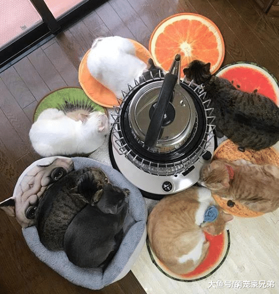 新买的烧水炉子，刚想试试效果如何，回头一看：此炉已被猫咪包围