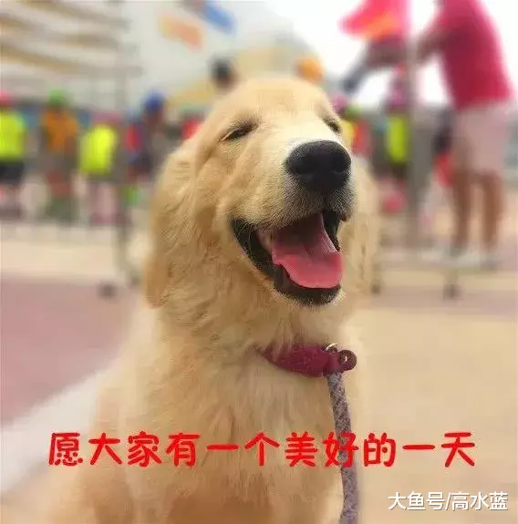 主人要假装要炖狗肉，狗狗竟然这样做，主人瞬间泪崩…