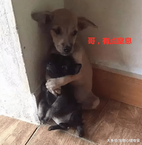 流浪狗兄弟被尼姑收养，竟成为寺庙的招财狗：我欲修仙，法力无边