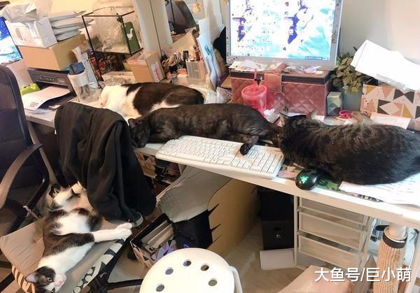 上个厕所回来办公桌没了，桌子上都是猫，只留下一个硬板凳给主人