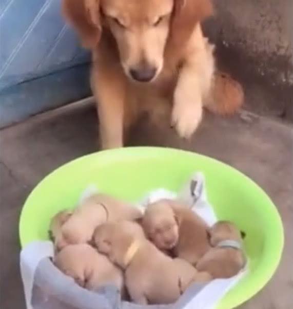 金毛欺负小奶狗, 主人端来一窝, 金毛抬起脚: 我到底该打谁呢?