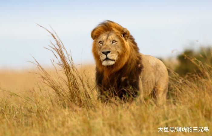 老虎打架有三招, 狮子有两招, 那就一定说明老虎比狮子厉害吗?