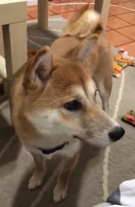 狗狗也会舌吻？柴犬姐姐给土狗弟弟舔毛，不小心把舌头伸进嘴巴里
