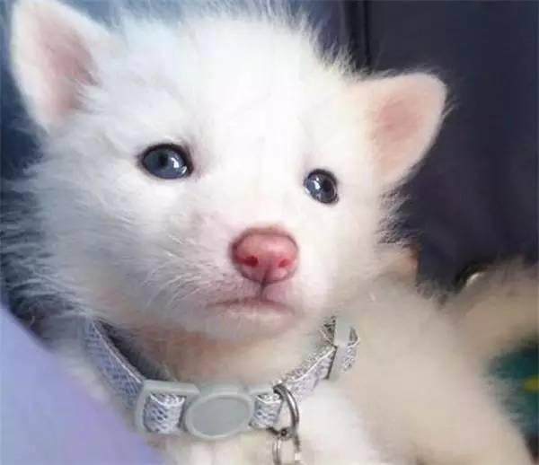 男子在网上花了3000元买了只小萨摩回来，长大后却越看越奇怪