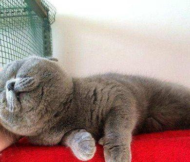 出差前将猫咪交给老妈，回来接猫时傻眼了：这发型真像“佛祖”